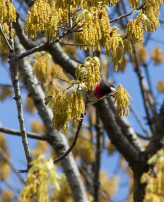 rosebreasted grosbeak-4458-11.jpg