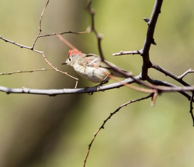 ruby-crowned kinglet-2787-18.jpg