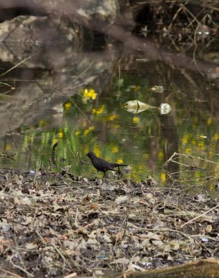 rusty blackbird-2601-7.jpg