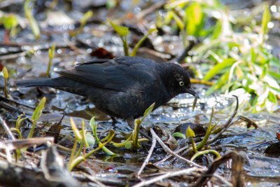 rusty blackbird-3346-7.jpg