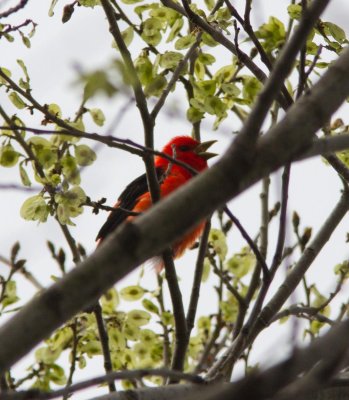 scarlet tanager-4400-10.jpg