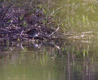 snipe-4055-6.jpg