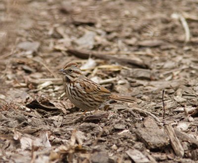 song sparrow-1.jpg