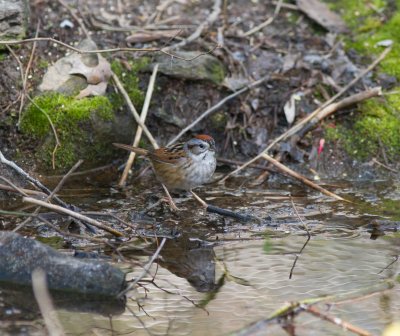 swamp sparrow-2633-8.jpg