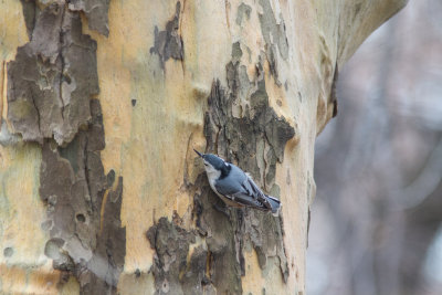 white breasted nuthatch-1159.jpg