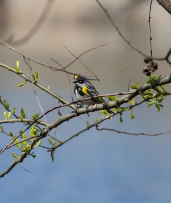 yellow rump warbler-3126-18.jpg