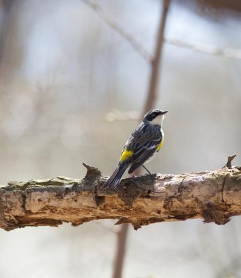 yellow rump warbler-3158-22.jpg