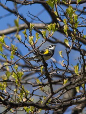 yellow rump warbler-3292-6.jpg