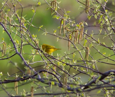 yellow warbler-4143-7.jpg