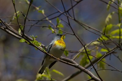 20150502-northern parula-4961.jpg