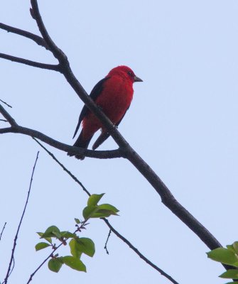 20150504-scarlet tanager-5415.jpg