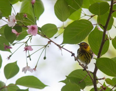 20150505-cape may warbler-5603.jpg