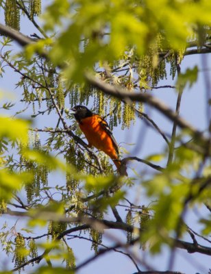 Baltimore oriole-5139-4.jpg