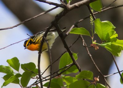 Blackburnian warbler-5113-3.jpg