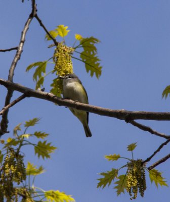 blue-headed vireo-5143-5.jpg