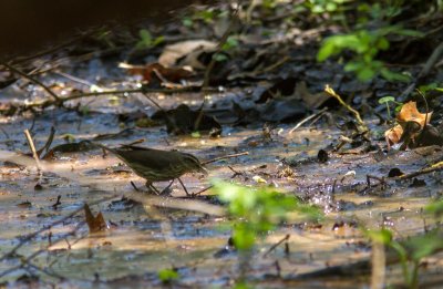 northern waterthrush-5350-19.jpg