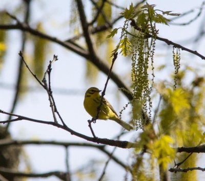 prairie warbler-5210-12.jpg
