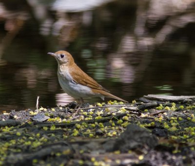 veery-5336-18.jpg