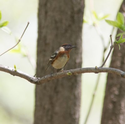 20150507-bay-breasted warbler 6137.jpg