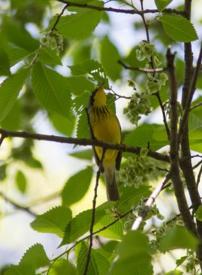 20150507-canada warbler6106.jpg