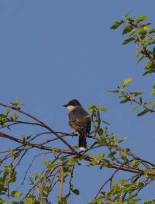 20150507-eastern kingbird-7.jpg
