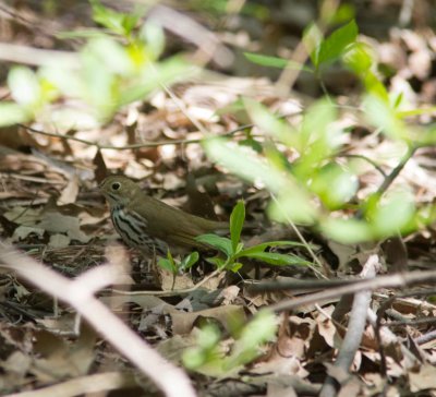 20150507-ovenbird 6080.jpg