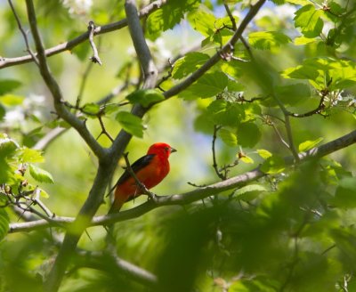 20150508-scarlet tanager 6410.jpg