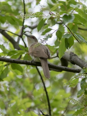 20150512-black-billed cuckoo-0747.jpg