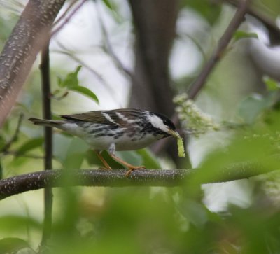 20150512-blackpoll warbler w caterpillar-0375.jpg