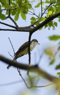 20150512-yello-billed cuckoo-0433.jpg