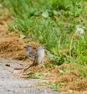 white crowned sparrow-4.jpg