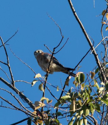 american kestrel-6570-16.jpg