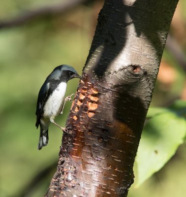 black-throated blue warbler m-6391-10.jpg