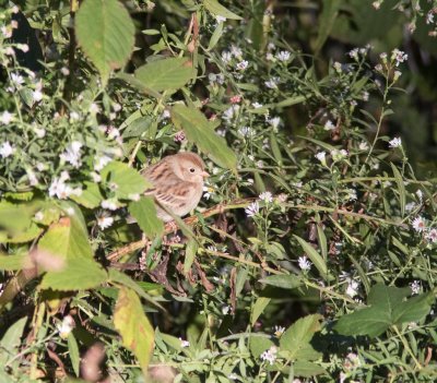 field sparrow-7060-30.jpg