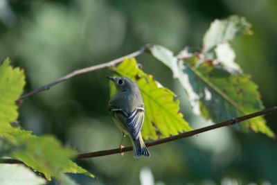 rc kinglet-6460-12.jpg