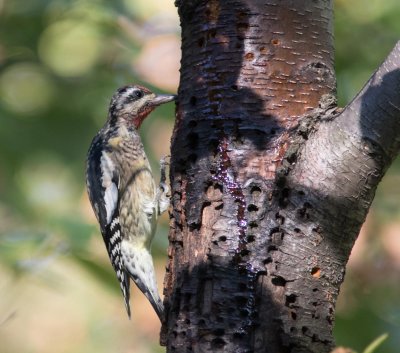 yb sapsucker-6438-11.jpg