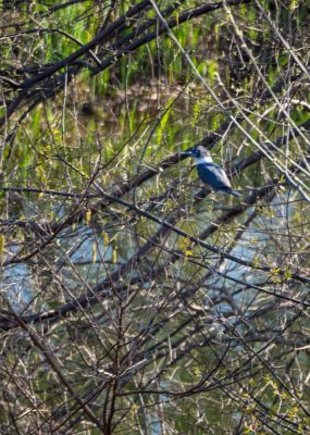 20160421-belted kingfisher-4210151.jpg