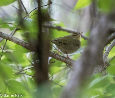 20160428-worm-eating warbler-0739.jpg