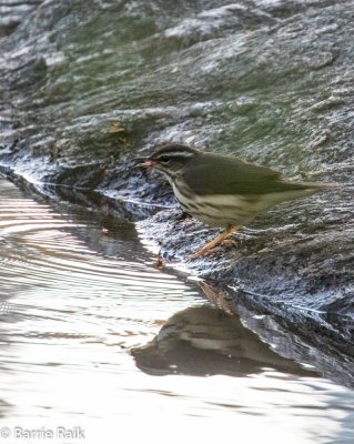 24 louisiana waterthrush-9767-8.jpg