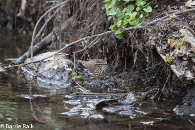 24northern waterthrush-9408-6.jpg