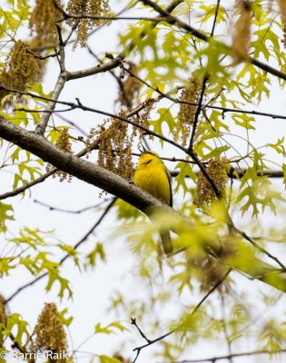 30 blue-winged warbler-1-6.jpg