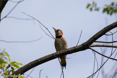 30 northern flicker-1231-9.jpg