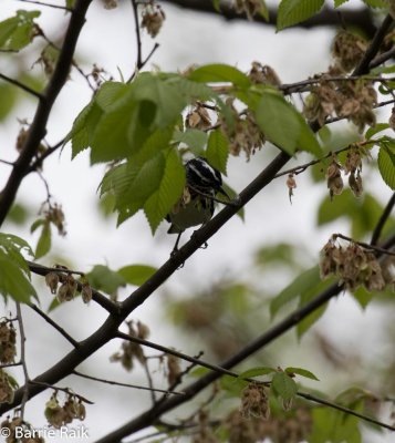 30black & white warbler-1-1.jpg