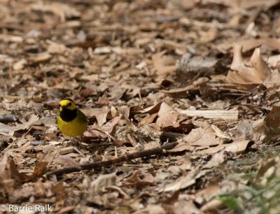 30hooded warbler-1267-12.jpg