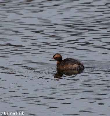 30horned grebe-1522-17.jpg