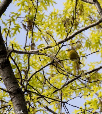 30nashville warbler-1307-14.jpg
