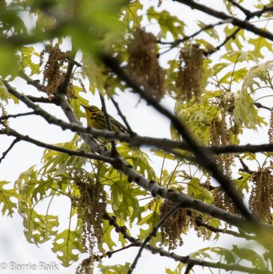 30prairie warbler-1-4.jpg