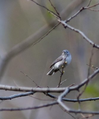 blue-gray gnatcatcher-5372.jpg