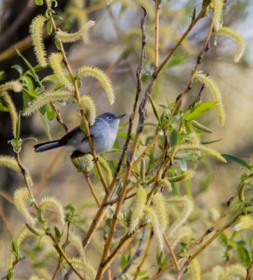 blue-gray gnatcatcher-5415.jpg