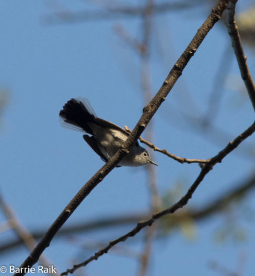 blue-gray gnatcatcher-6237-14.jpg